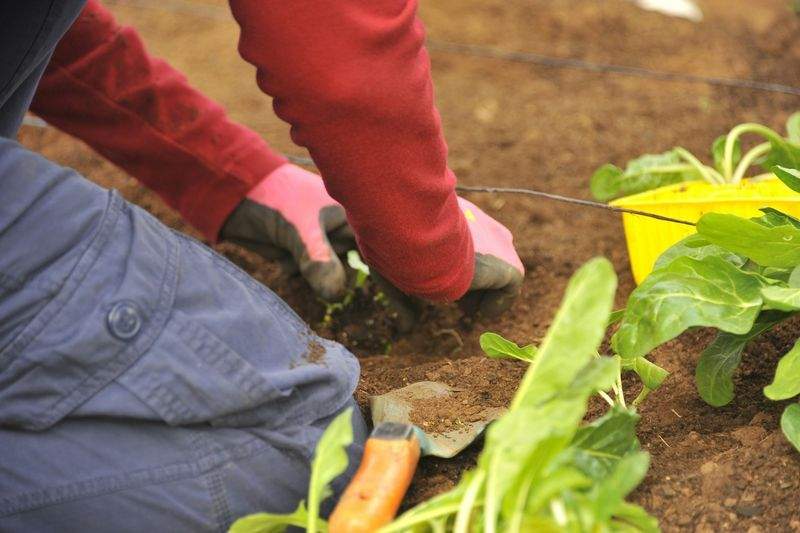 季節の花壇植栽・寄せ植え提案
